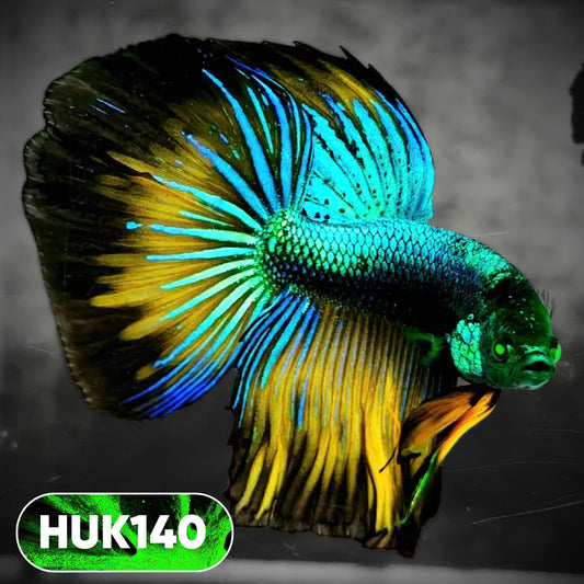 Black Hulk Halfmoon Male Betta Fish | You Pick Fish