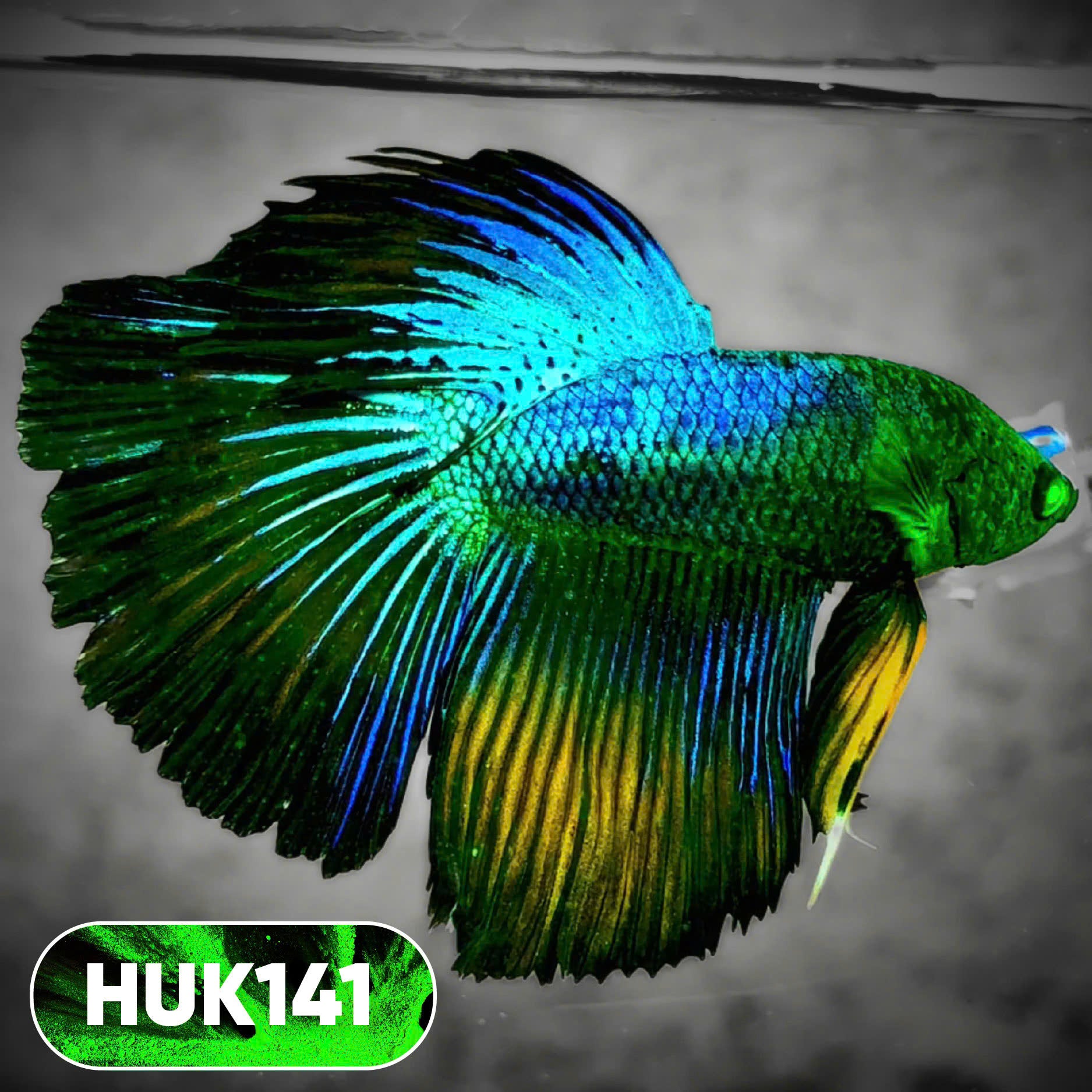 Black Hulk Halfmoon Male Betta Fish | You Pick Fish