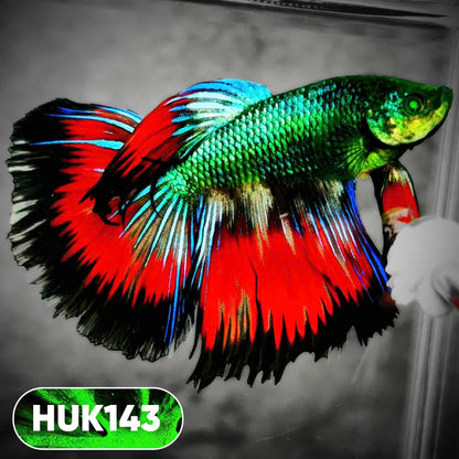 Black Hulk Halfmoon Male Betta Fish | You Pick Fish