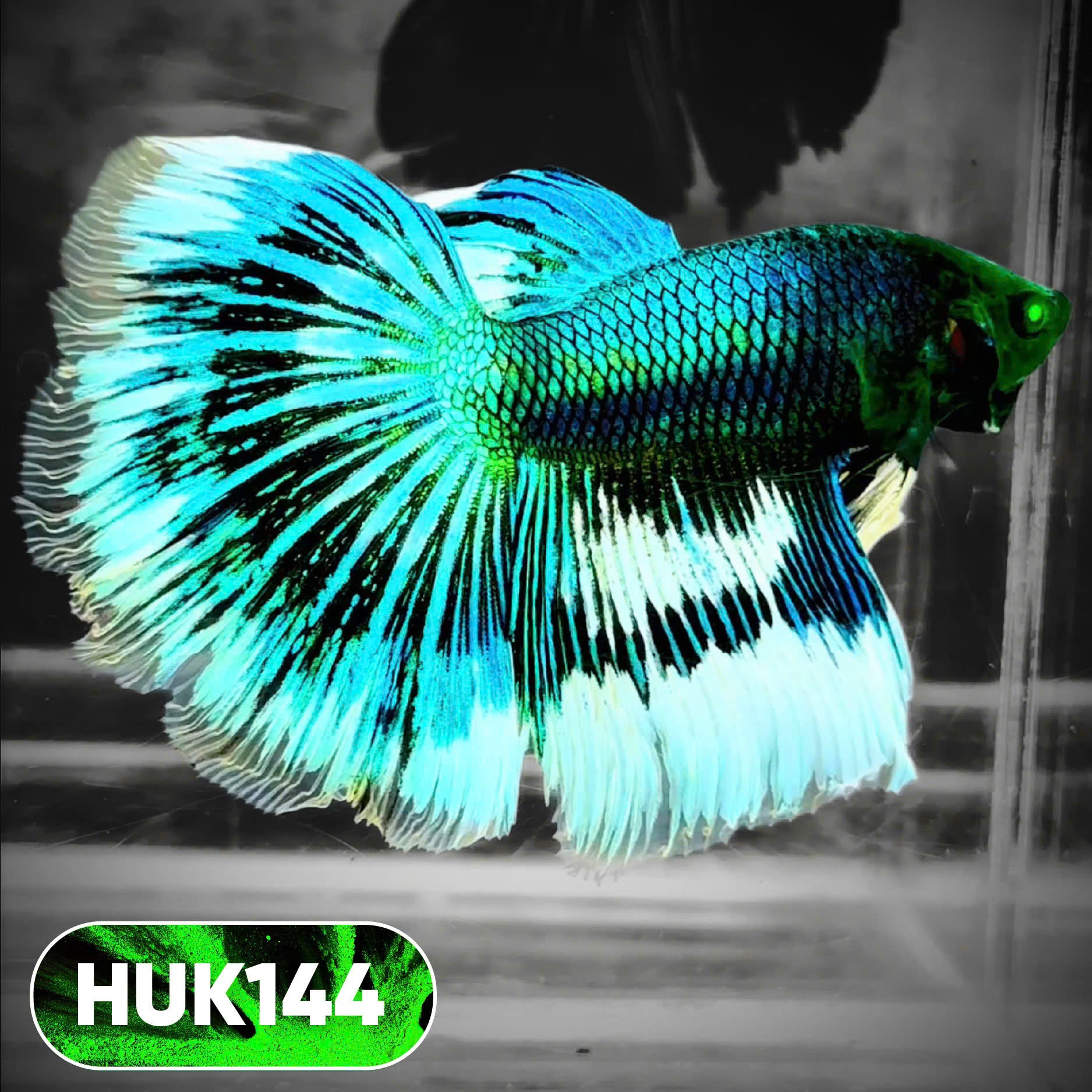 Black Hulk Halfmoon Male Betta Fish | You Pick Fish