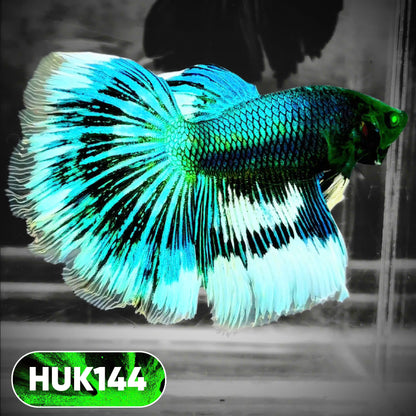 Black Hulk Halfmoon Male Betta Fish | You Pick Fish