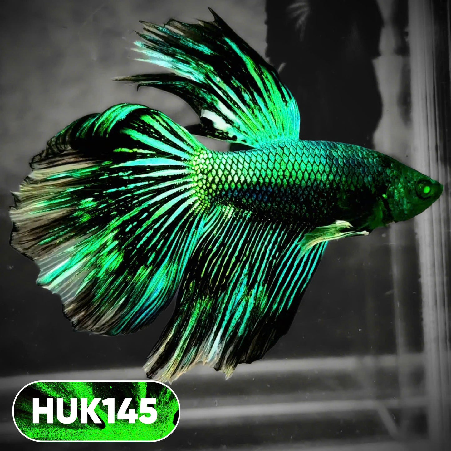 Black Hulk Halfmoon Male Betta Fish | You Pick Fish