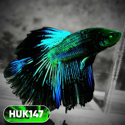 Black Hulk Halfmoon Male Betta Fish | You Pick Fish