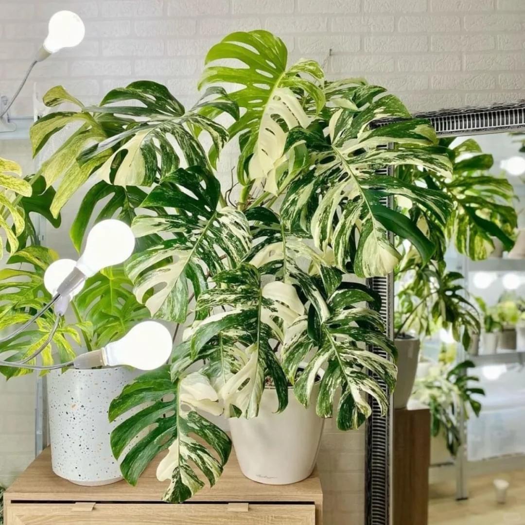 variegated monstera plants Shop Variegated Monstera Albo Cutting Plant