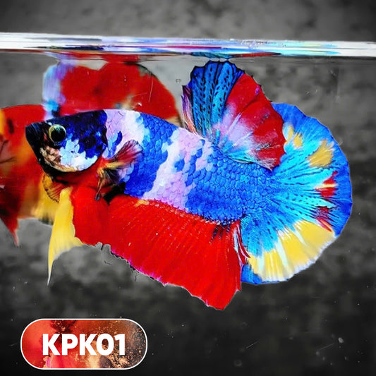 Multicolor Plakat Male Betta Fish |Show Grade|  You Pick Fish