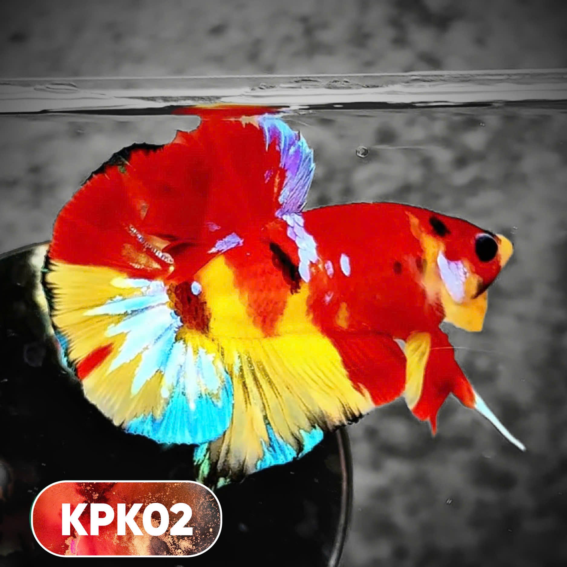 Multicolor Plakat Male Betta Fish |Show Grade|  You Pick Fish