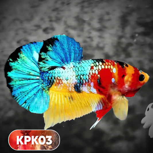 Multicolor Plakat Male Betta Fish |Show Grade|  You Pick Fish