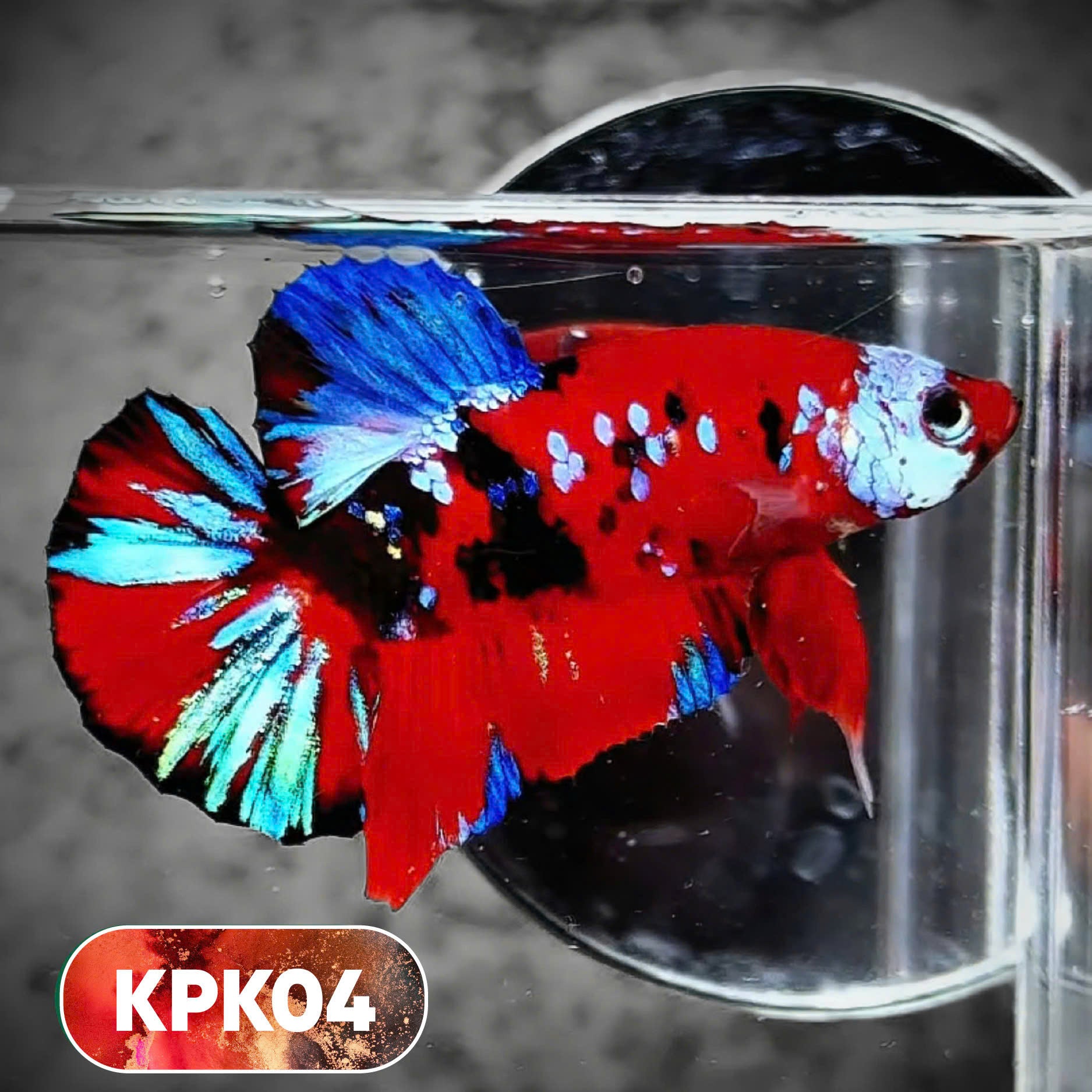Multicolor Plakat Male Betta Fish |Show Grade|  You Pick Fish