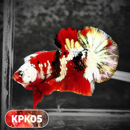 Multicolor Plakat Male Betta Fish |Show Grade|  You Pick Fish
