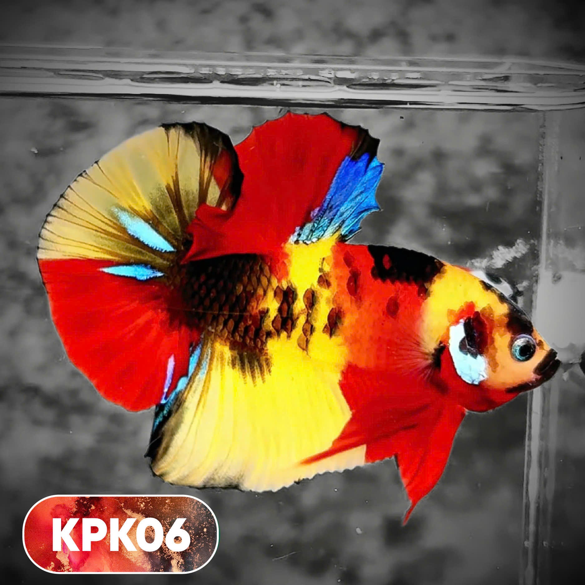 Multicolor Plakat Male Betta Fish |Show Grade|  You Pick Fish