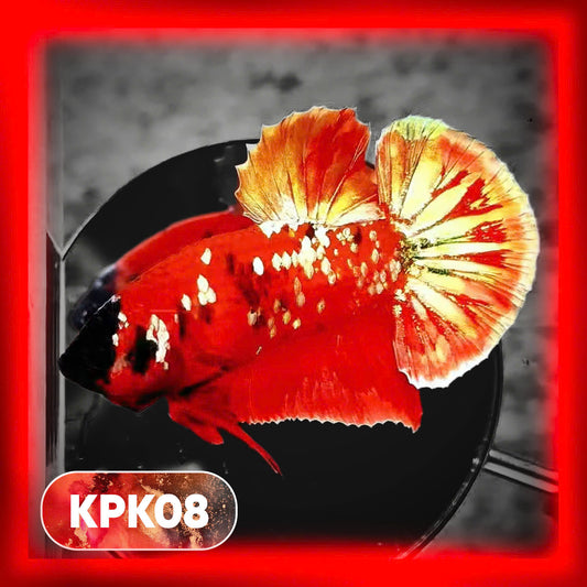 Multicolor Plakat Male Betta Fish |Show Grade|  You Pick Fish