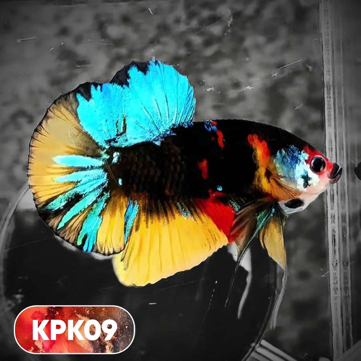 Multicolor Plakat Male Betta Fish |Show Grade|  You Pick Fish