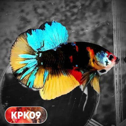 Multicolor Plakat Male Betta Fish |Show Grade|  You Pick Fish
