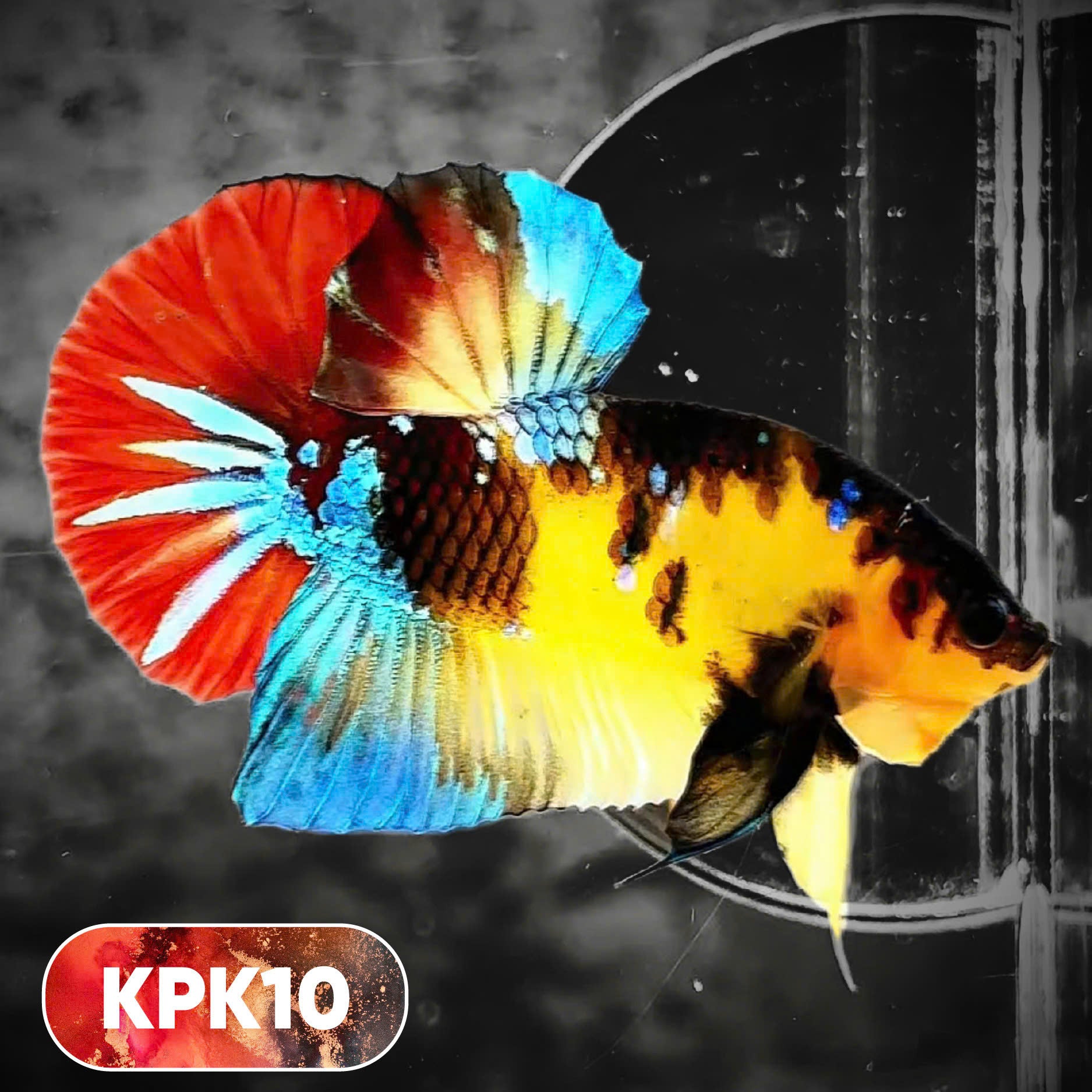 Multicolor Plakat Male Betta Fish |Show Grade|  You Pick Fish