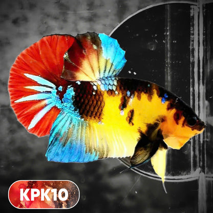 Multicolor Plakat Male Betta Fish |Show Grade|  You Pick Fish