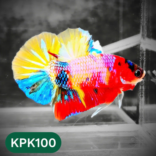 Multicolor Yellow Base Plakat Male Betta Fish | Order Directly From Farm |  You Pick Fish