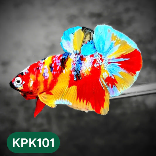 Multicolor Yellow Base Plakat Male Betta Fish | Order Directly From Farm |  You Pick Fish
