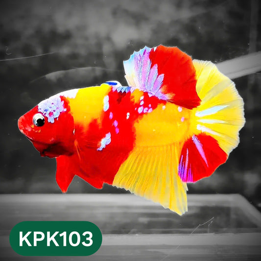 Multicolor Yellow Base Plakat Male Betta Fish | Order Directly From Farm |  You Pick Fish
