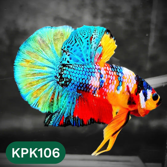 Multicolor Yellow Base Plakat Male Betta Fish | Order Directly From Farm |  You Pick Fish