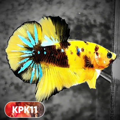 Multicolor Plakat Male Betta Fish |Show Grade|  You Pick Fish