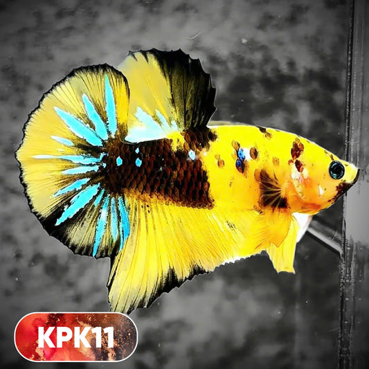 Multicolor Plakat Male Betta Fish |Show Grade|  You Pick Fish