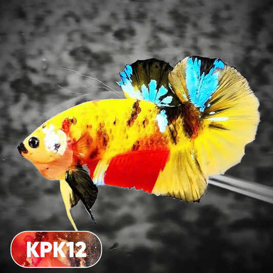 Multicolor Plakat Male Betta Fish |Show Grade|  You Pick Fish