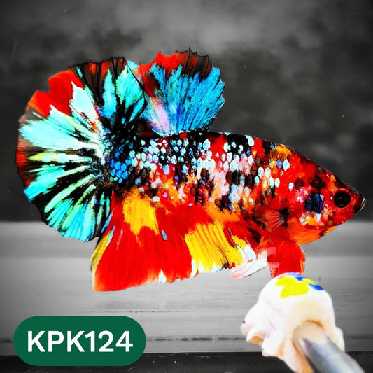 Multicolor Yellow Base Plakat Male Betta Fish | Order Directly From Farm |  You Pick Fish