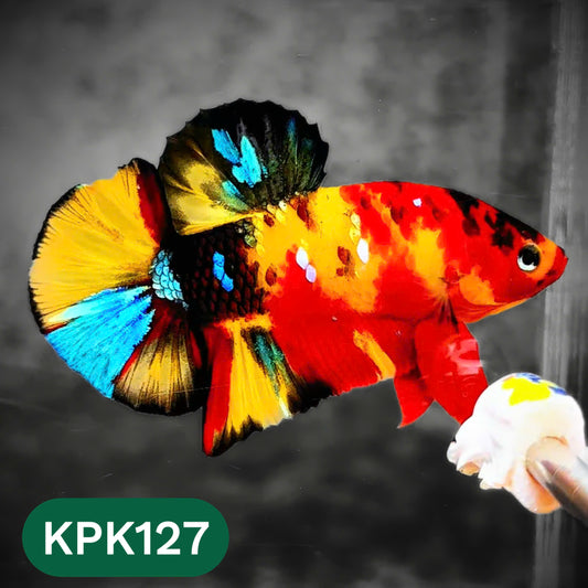 Multicolor Yellow Base Plakat Male Betta Fish | Order Directly From Farm |  You Pick Fish