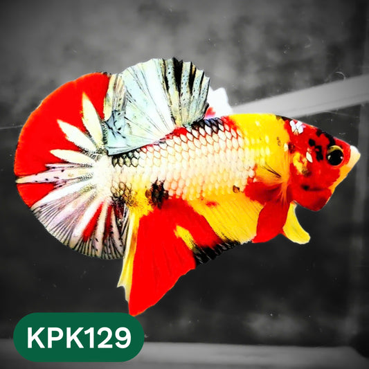 Multicolor Yellow Base Plakat Male Betta Fish | Order Directly From Farm |  You Pick Fish