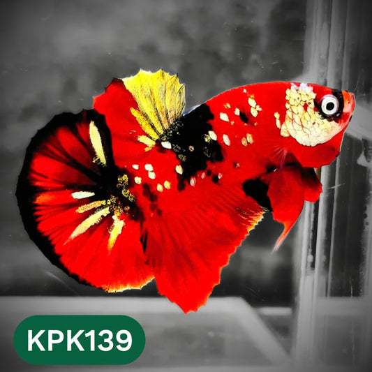 Multicolor Yellow Base Plakat Male Betta Fish | Order Directly From Farm |  You Pick Fish