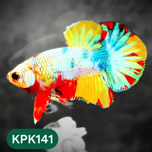 Multicolor Yellow Base Plakat Male Betta Fish | Order Directly From Farm |  You Pick Fish