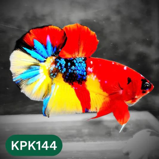Multicolor Yellow Base Plakat Male Betta Fish | Order Directly From Farm |  You Pick Fish
