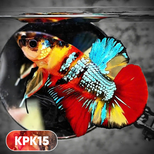 Multicolor Plakat Male Betta Fish |Show Grade|  You Pick Fish