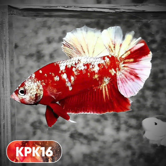 Multicolor Plakat Male Betta Fish |Show Grade|  You Pick Fish