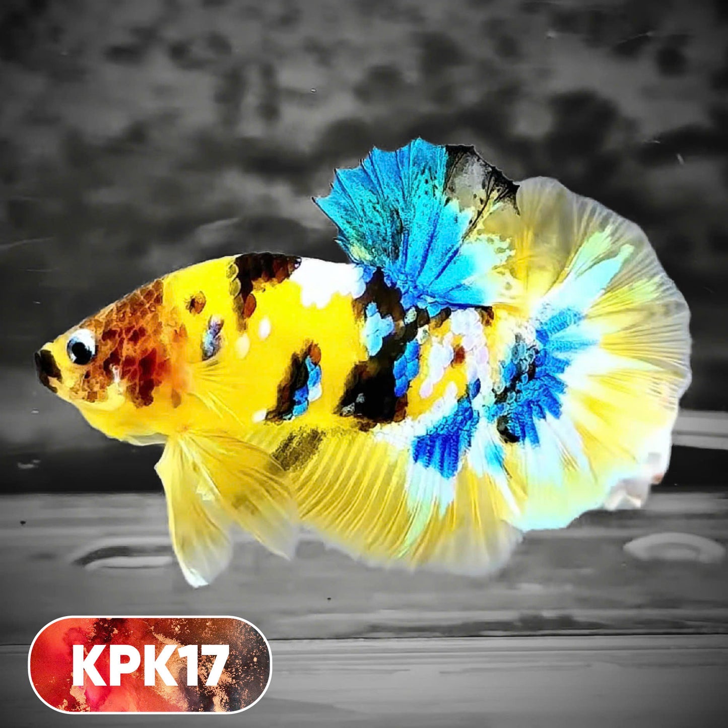 Multicolor Plakat Male Betta Fish |Show Grade|  You Pick Fish
