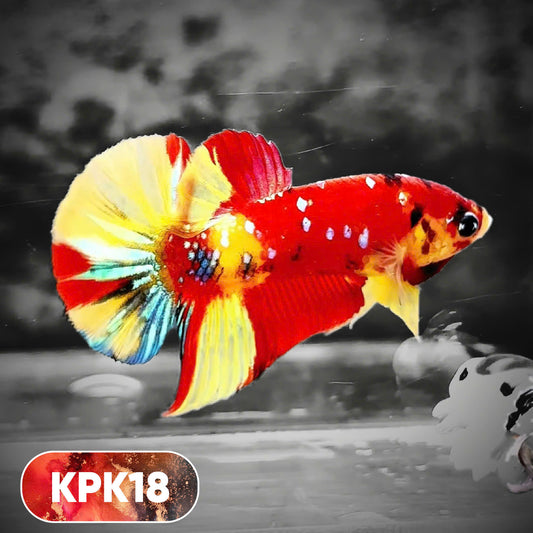 Multicolor Plakat Male Betta Fish |Show Grade|  You Pick Fish