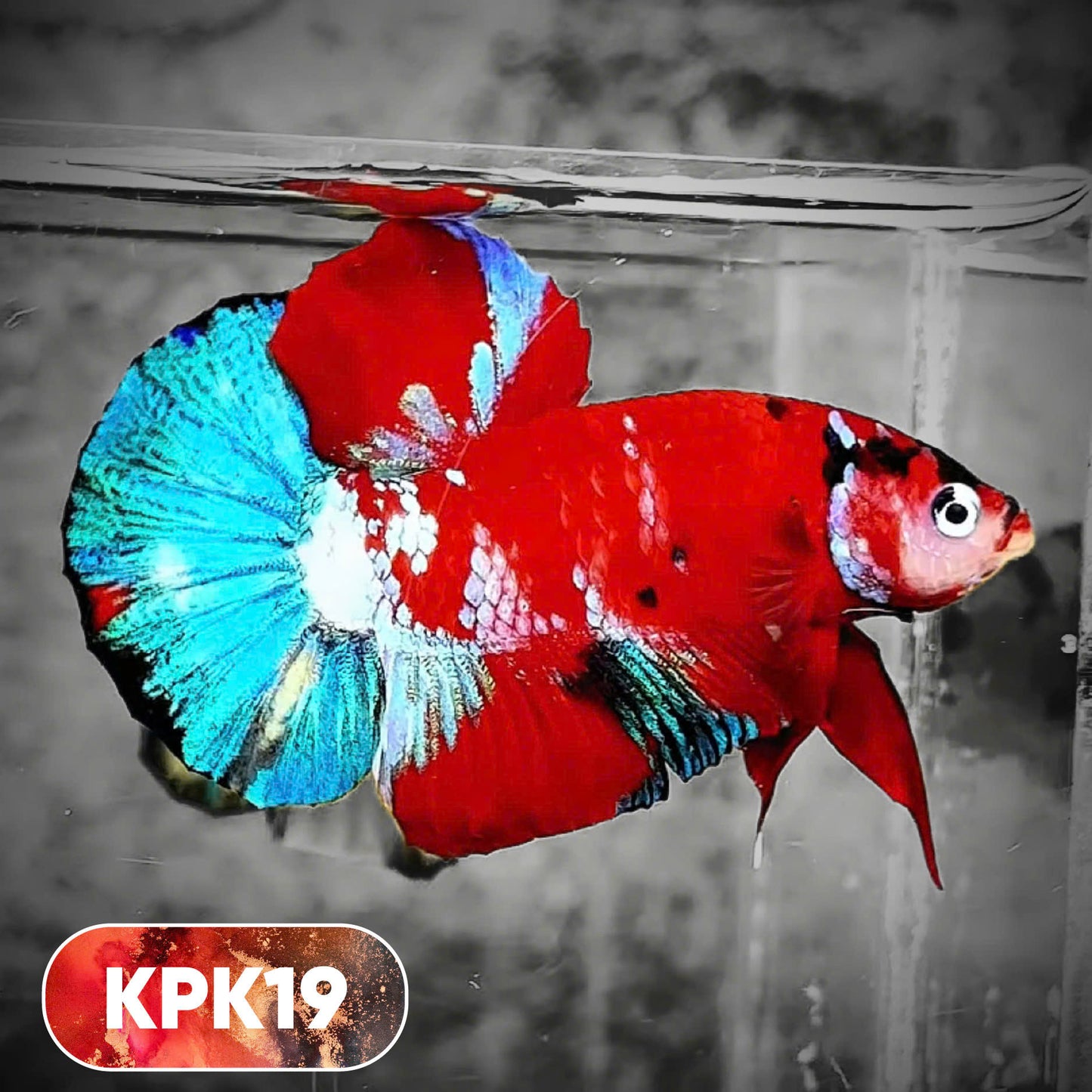 Multicolor Plakat Male Betta Fish |Show Grade|  You Pick Fish