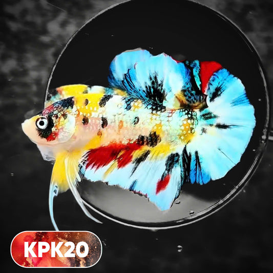 Multicolor Plakat Male Betta Fish |Show Grade|  You Pick Fish