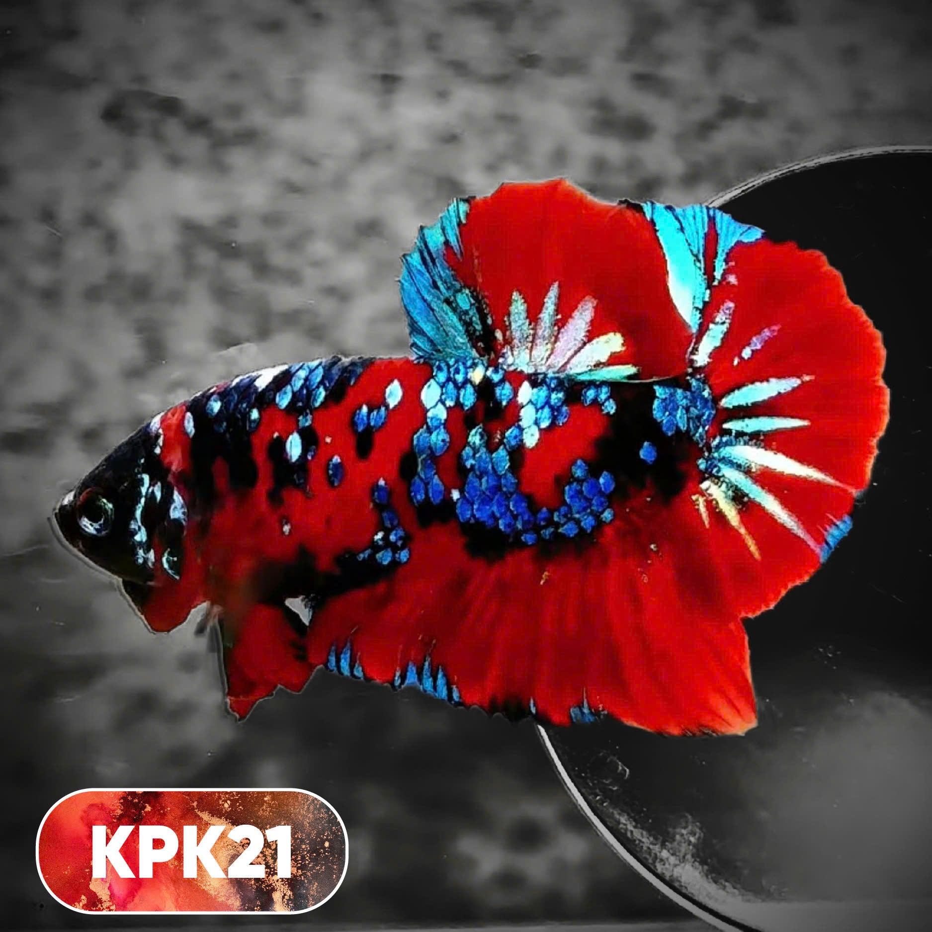 Multicolor Plakat Male Betta Fish |Show Grade|  You Pick Fish