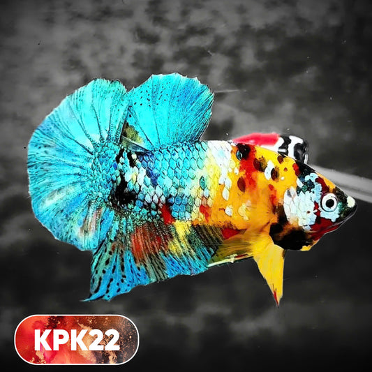 Multicolor Plakat Male Betta Fish |Show Grade|  You Pick Fish