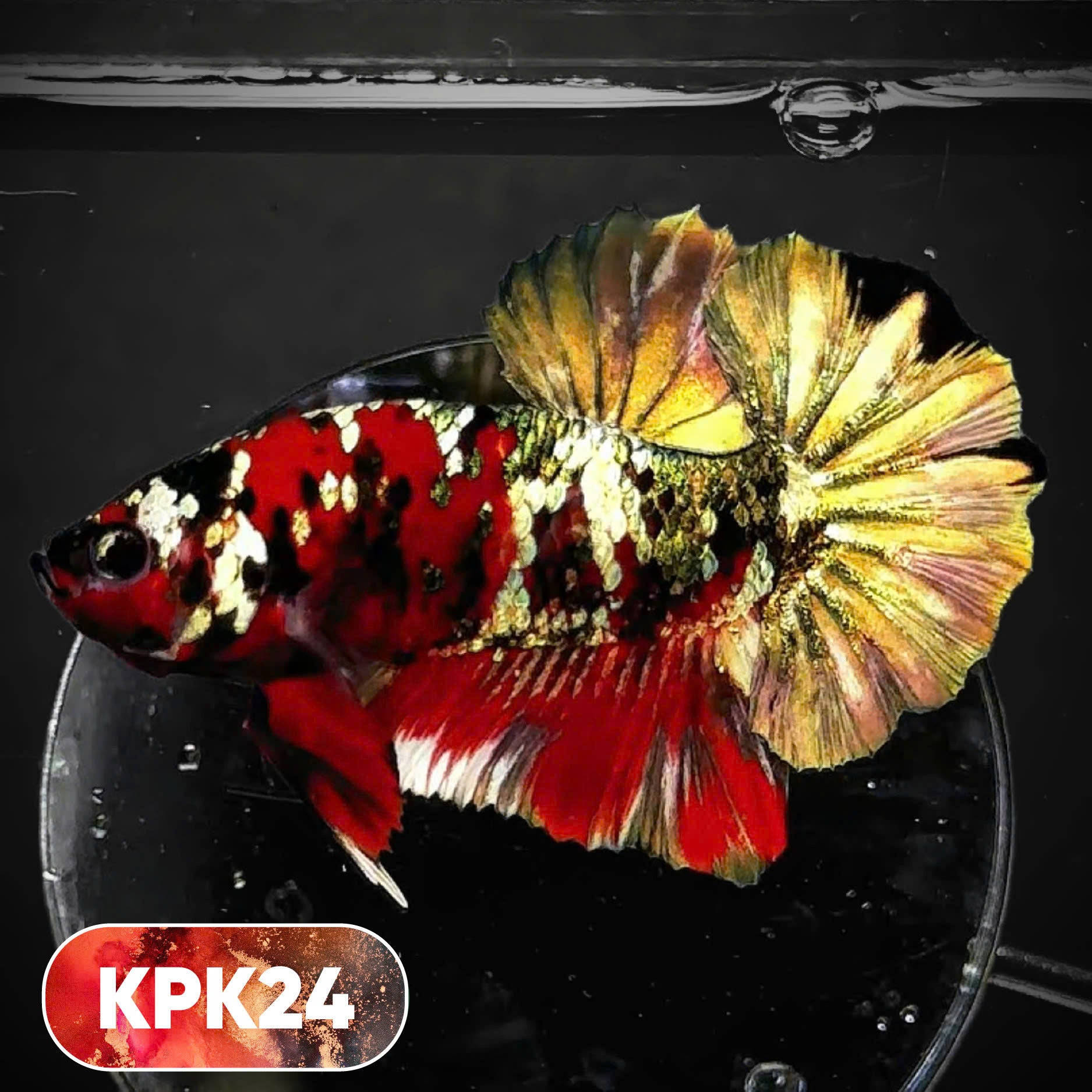 Multicolor Plakat Male Betta Fish |Show Grade|  You Pick Fish