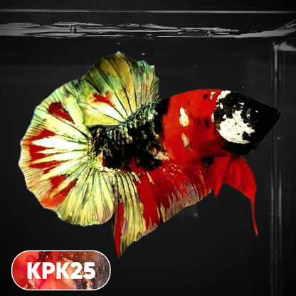 Multicolor Plakat Male Betta Fish |Show Grade|  You Pick Fish