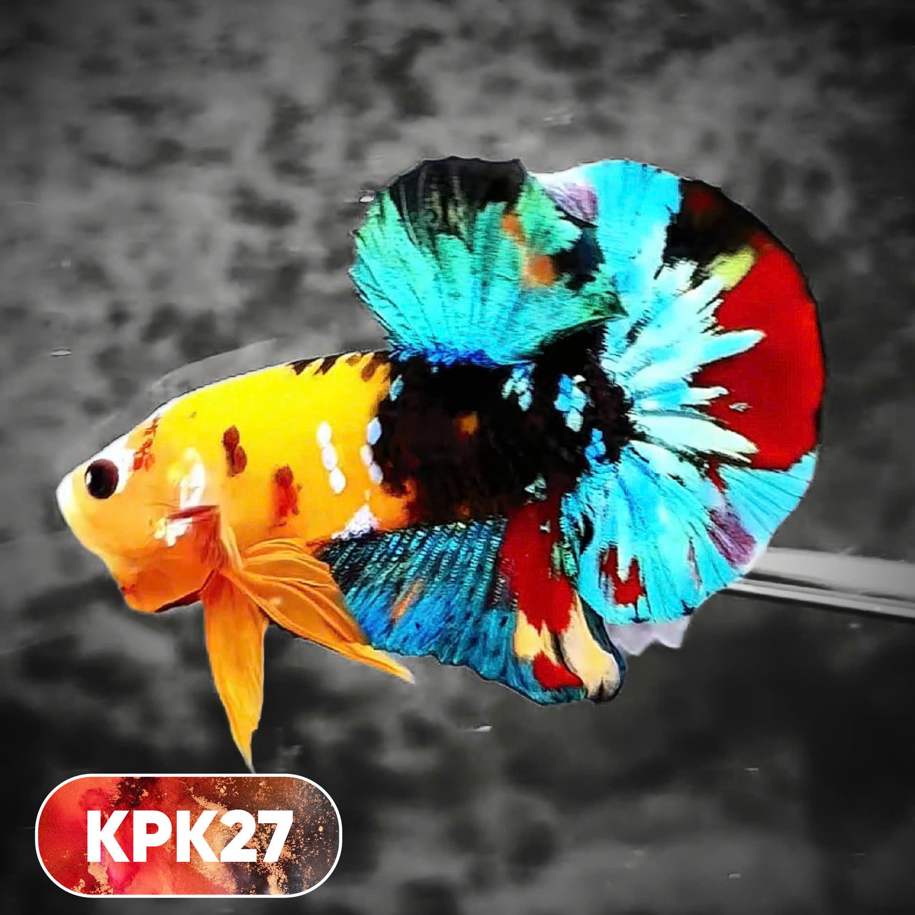 Multicolor Plakat Male Betta Fish |Show Grade|  You Pick Fish