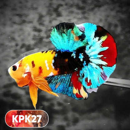 Multicolor Plakat Male Betta Fish |Show Grade|  You Pick Fish