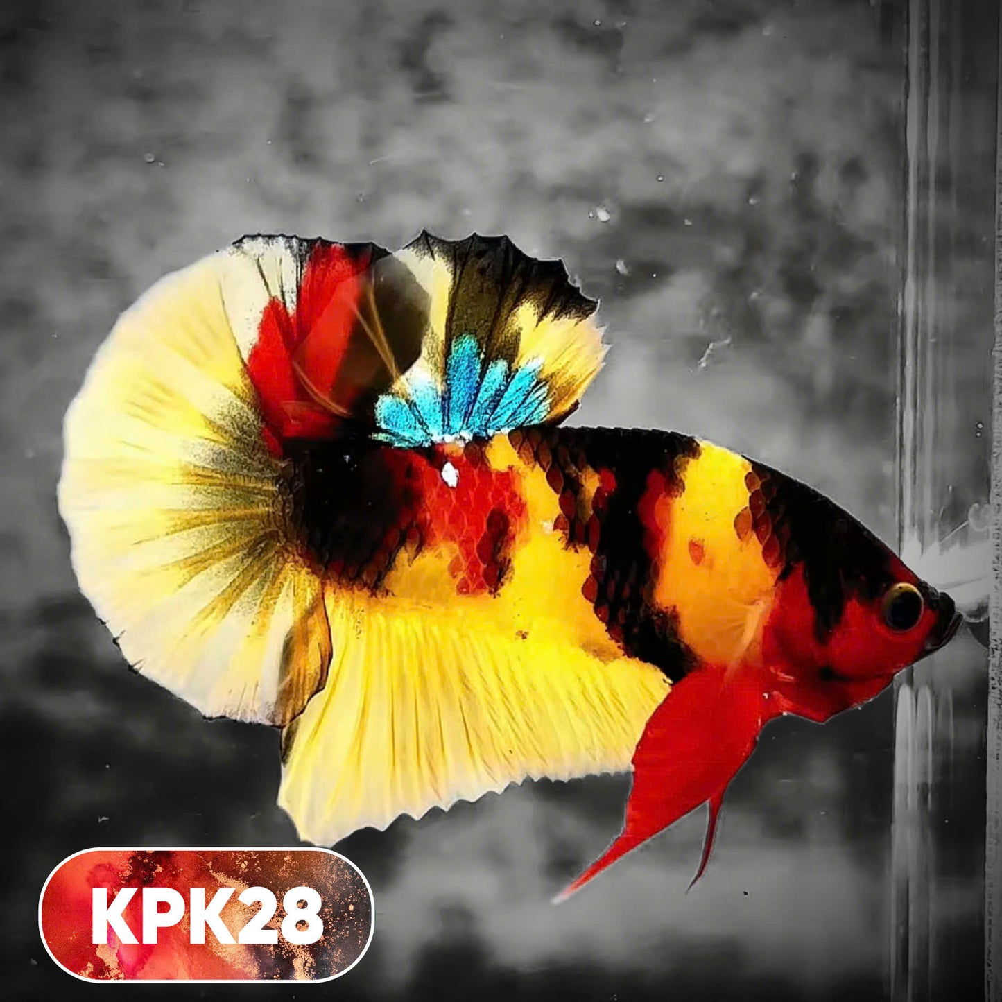 Multicolor Plakat Male Betta Fish |Show Grade|  You Pick Fish
