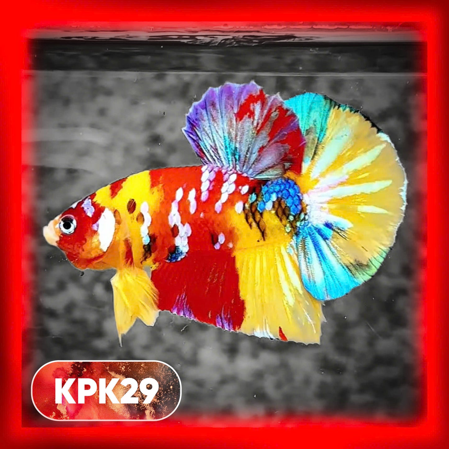 Multicolor Plakat Male Betta Fish |Show Grade|  You Pick Fish