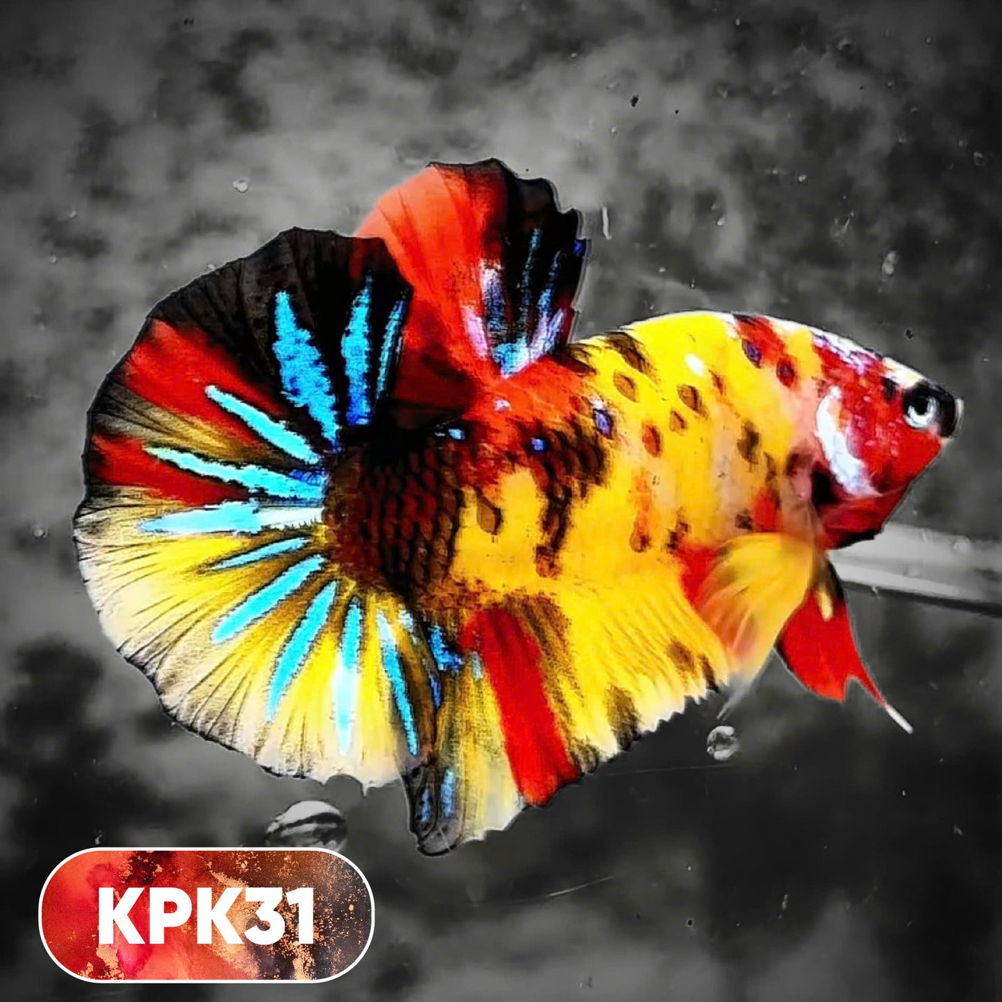 Multicolor Plakat Male Betta Fish |Show Grade|  You Pick Fish