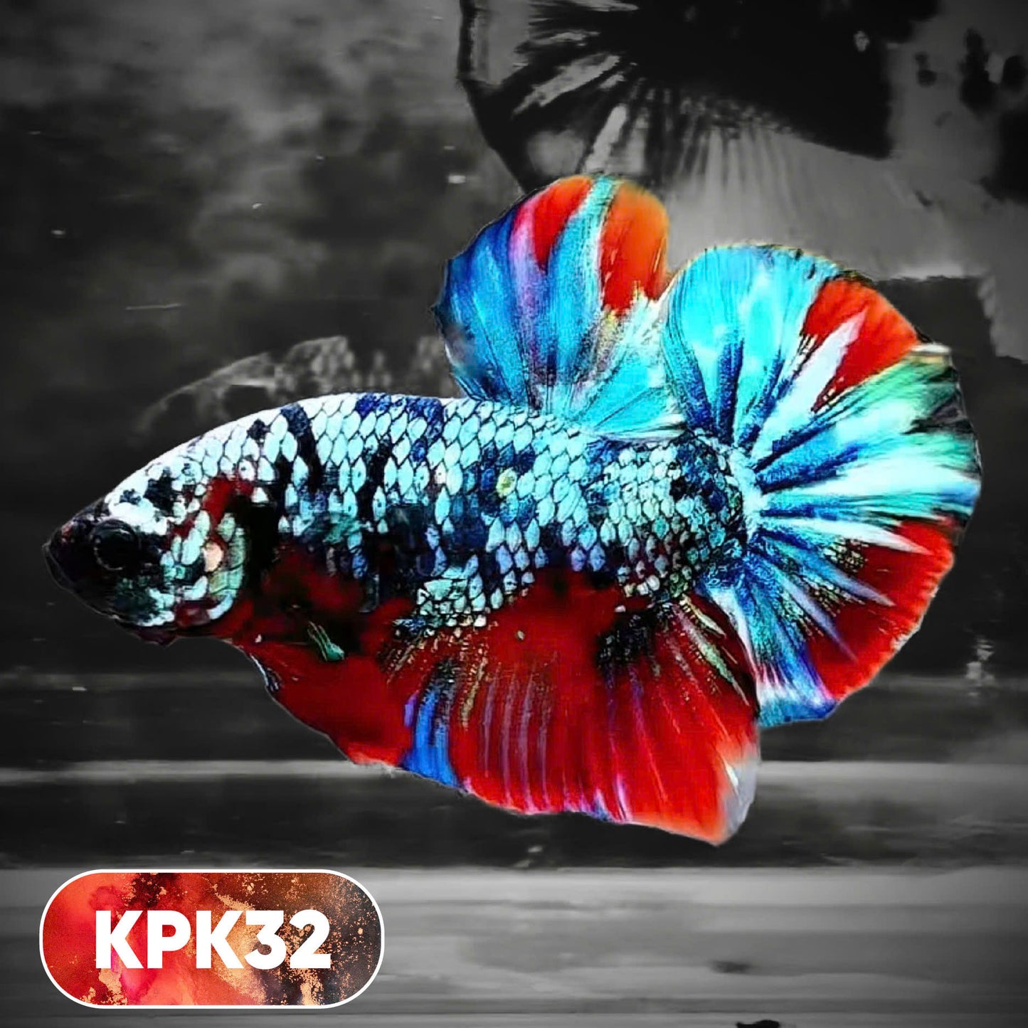 Multicolor Plakat Male Betta Fish |Show Grade|  You Pick Fish