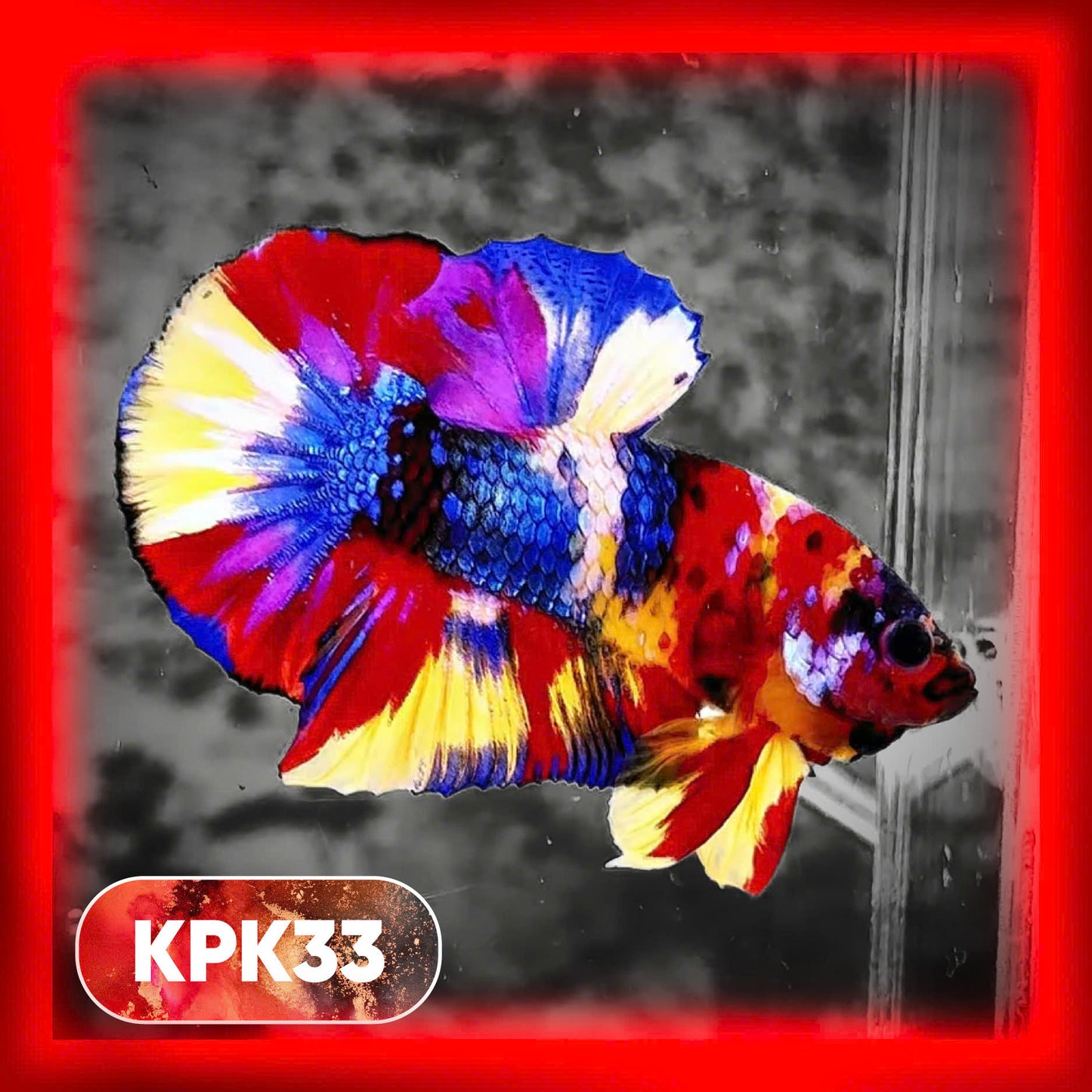 Multicolor Plakat Male Betta Fish |Show Grade|  You Pick Fish