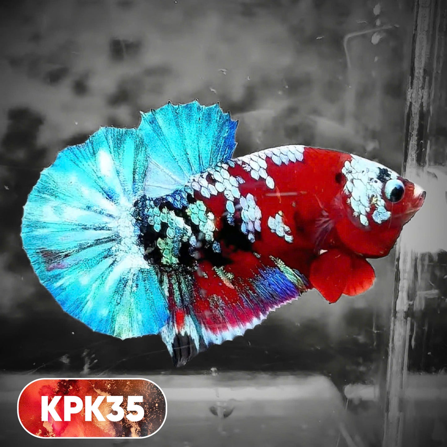 Multicolor Plakat Male Betta Fish |Show Grade|  You Pick Fish